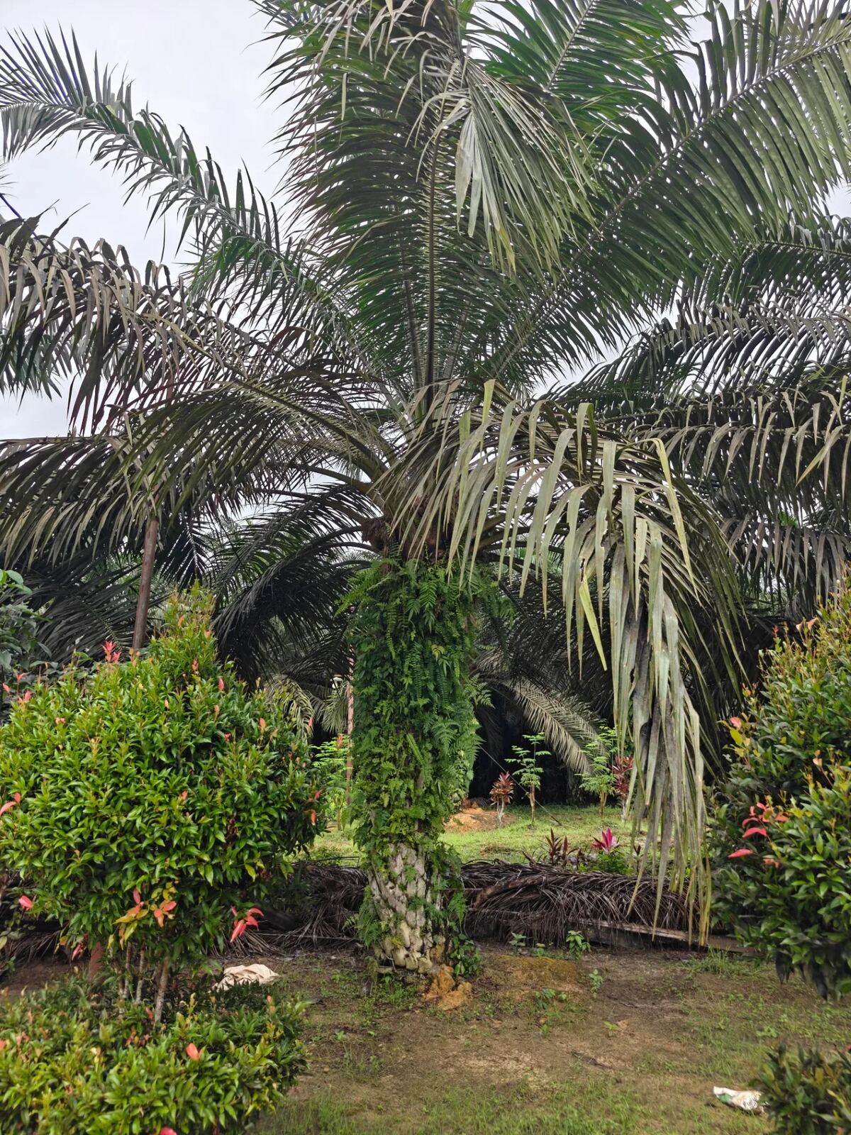 Tropical attachments